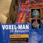 VOXEL-MAN 3D Navigators