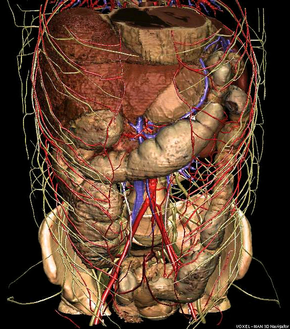 3D-Anatomie des Abdomens