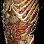 Internal organs of the body