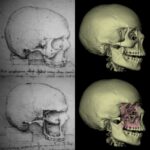 The cranium (1489)
