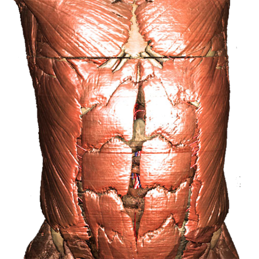 The Virtual Body