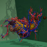 Arterien (rot), Venen (blau), Luftröhre und Bronchien (gelb) des Hundes