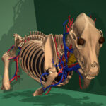 Skelett des Hundes