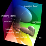 Ellipsoide im RGB-Farbraum zur Klassifikation verschiedener Gewebetypen