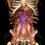 Removal of large parts of the digestive tract reveals deeper structures of the human anatomy