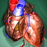 Cut open heart of the Visible Human Female