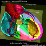 Various parts of the cardiac excitation conduction system