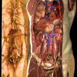 Cardiovascular system and internal organs of the Visible Human after Leonardo da Vinci