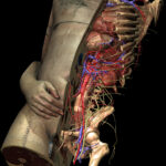 Mid-sagittal section of the torso