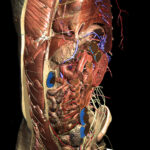 Layer by layer dissection of the torso anatomy