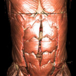Rumpf des Visible Human
