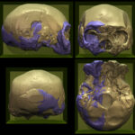 Overlay of deformed parts by volume mirroring (blue)