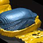 Details such as elytra and legs are clearly visible