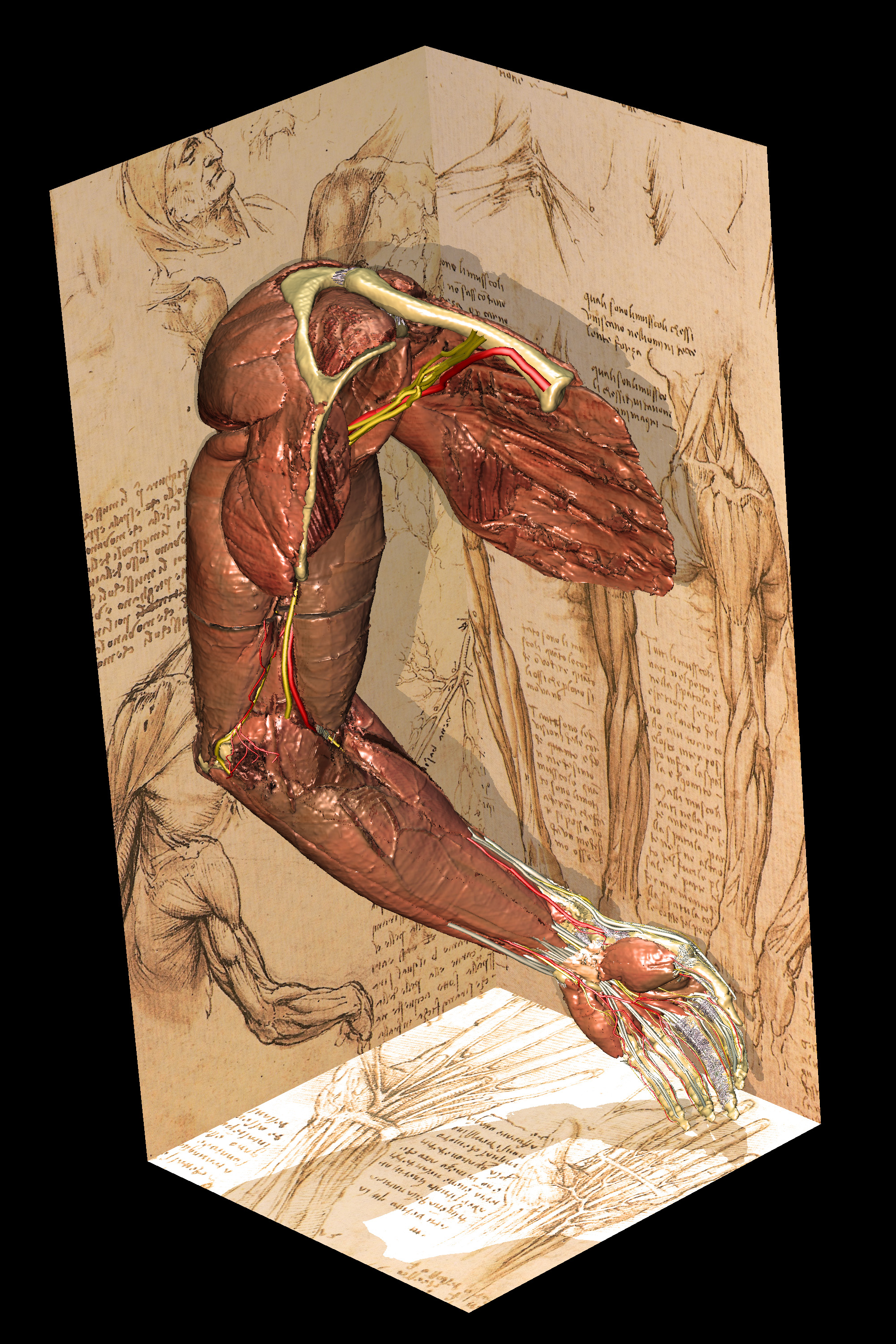 The human arm: Leonardo's drawings compared to a 3D view created with the VOXEL-MAN/Upper Limb Atlas (2008)