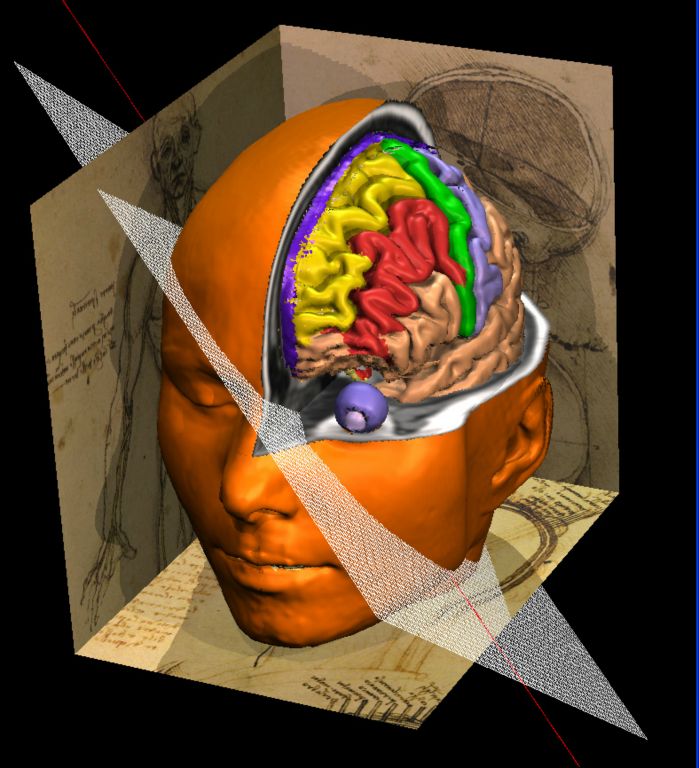 Logo of the VOXEL-MAN/Brain and Skull Atlas (1995)