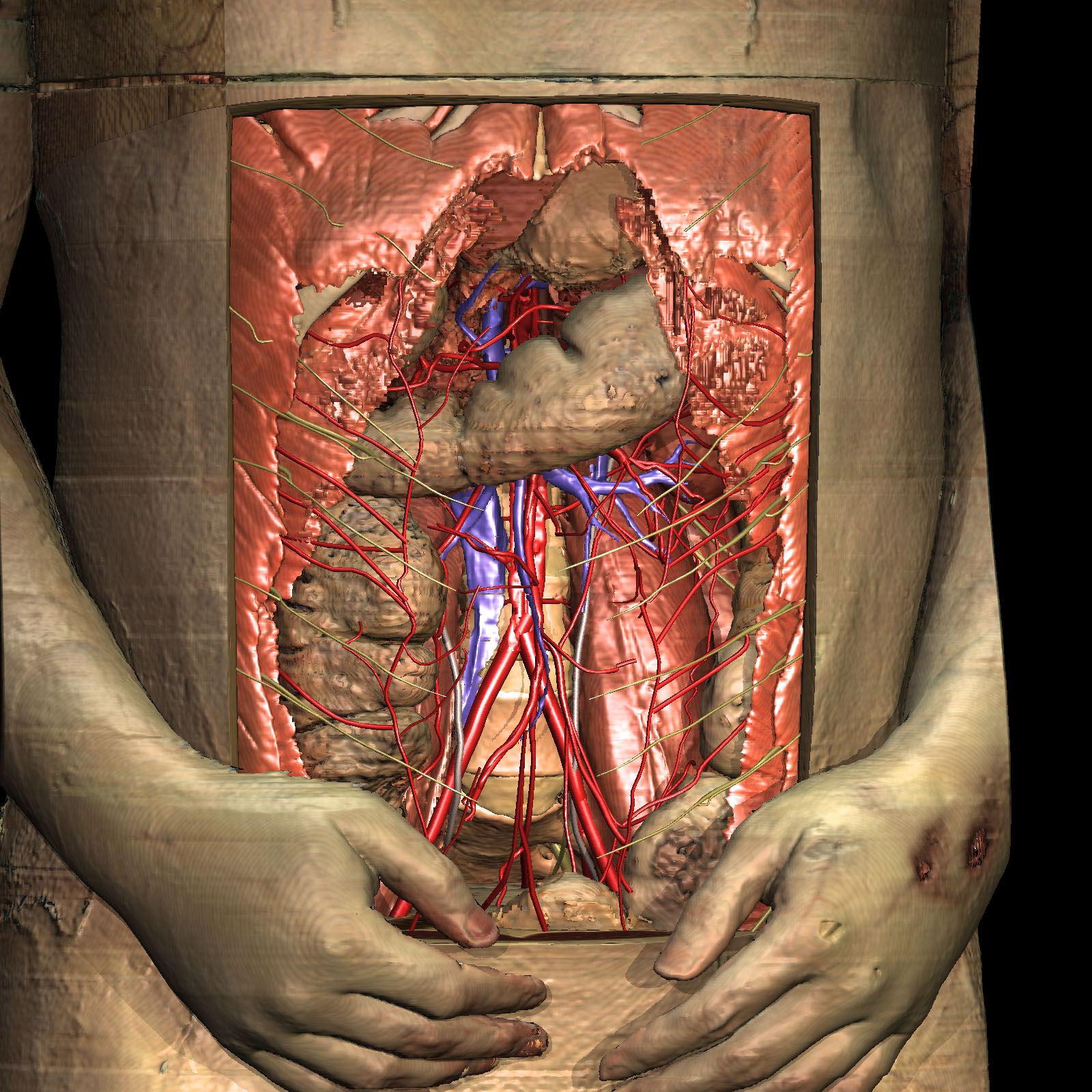 VOXEL-MAN/Inner Organs Atlas: Rectangular window to the abdomen
