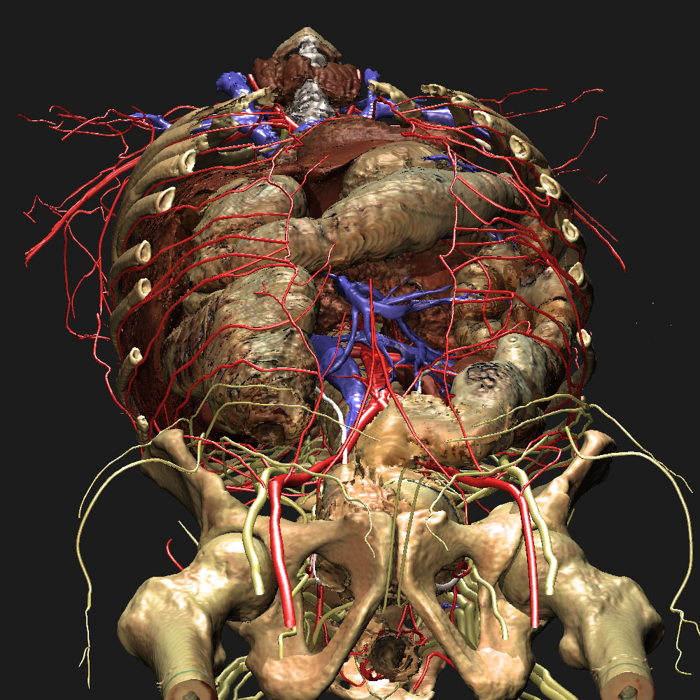 VOXEL-MAN/Inner Organs Atlas:Oblique view to the abdomen