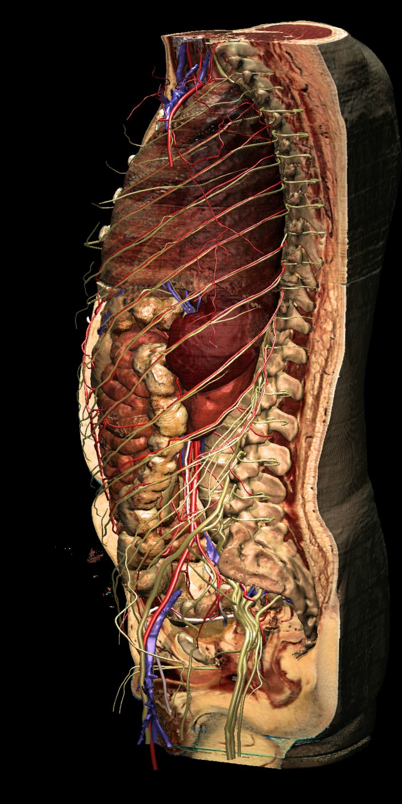 VOXEL-MAN/Inner Organs Atlas: Sagittal cut through the torso
