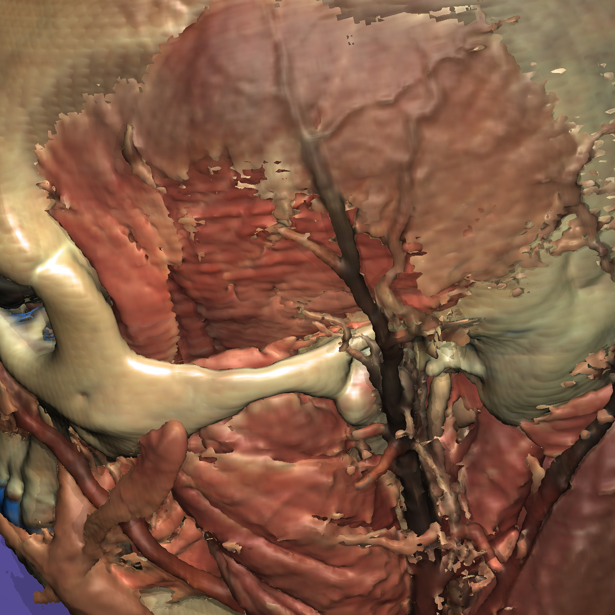 Magnified section of the previous image