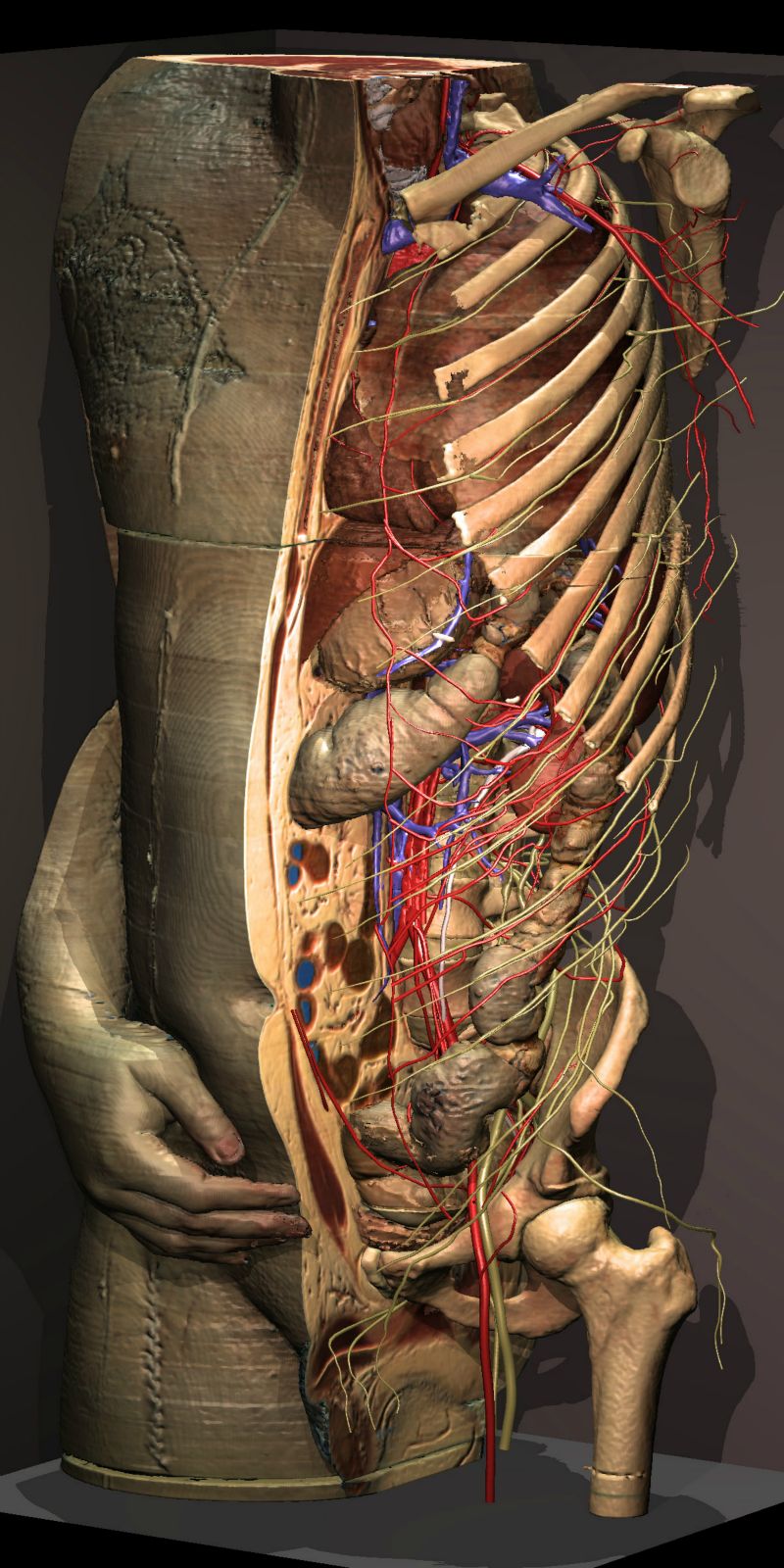 VOXEL-MAN/Inner Organs Atlas: Sagittal cut through the torso