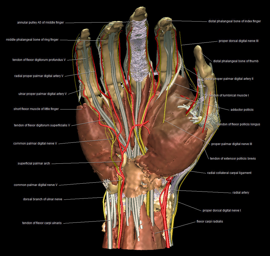 VOXEL-MAN/Upper Limb: A user has requested annotations