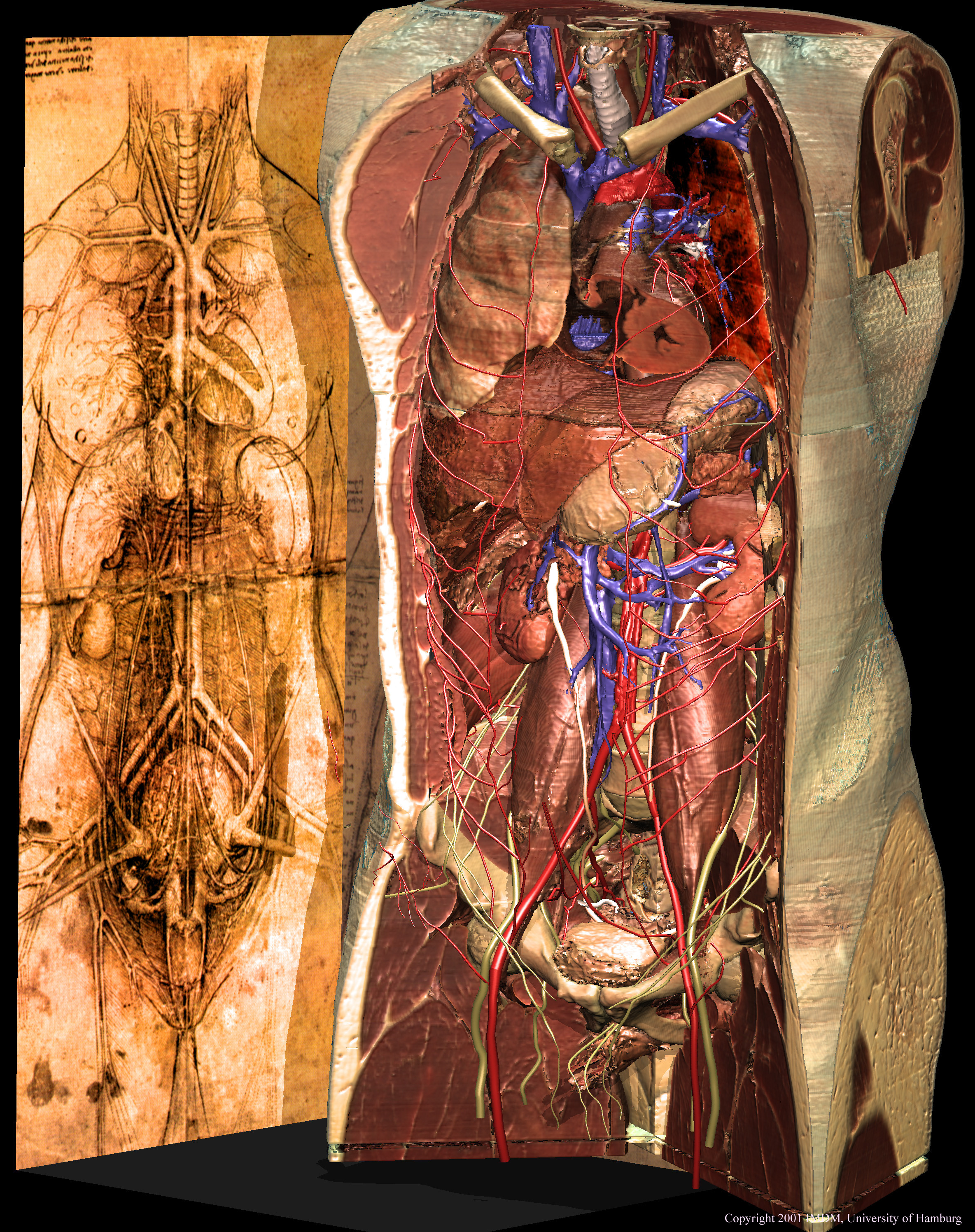 View to the human torso composed with the VOXEL-MAN/Inner Organs Atlas as suggested by Leonardo's famous drawing