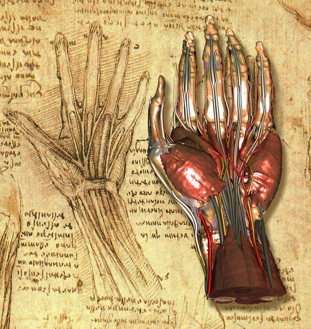 Left hand of the Visible Human together with a drawing of Leonardo da Vinci