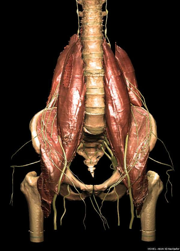 VOXEL-MAN/Inner Organs Atlas: Unveiling the psoas muscle and the nervous system of the hip region