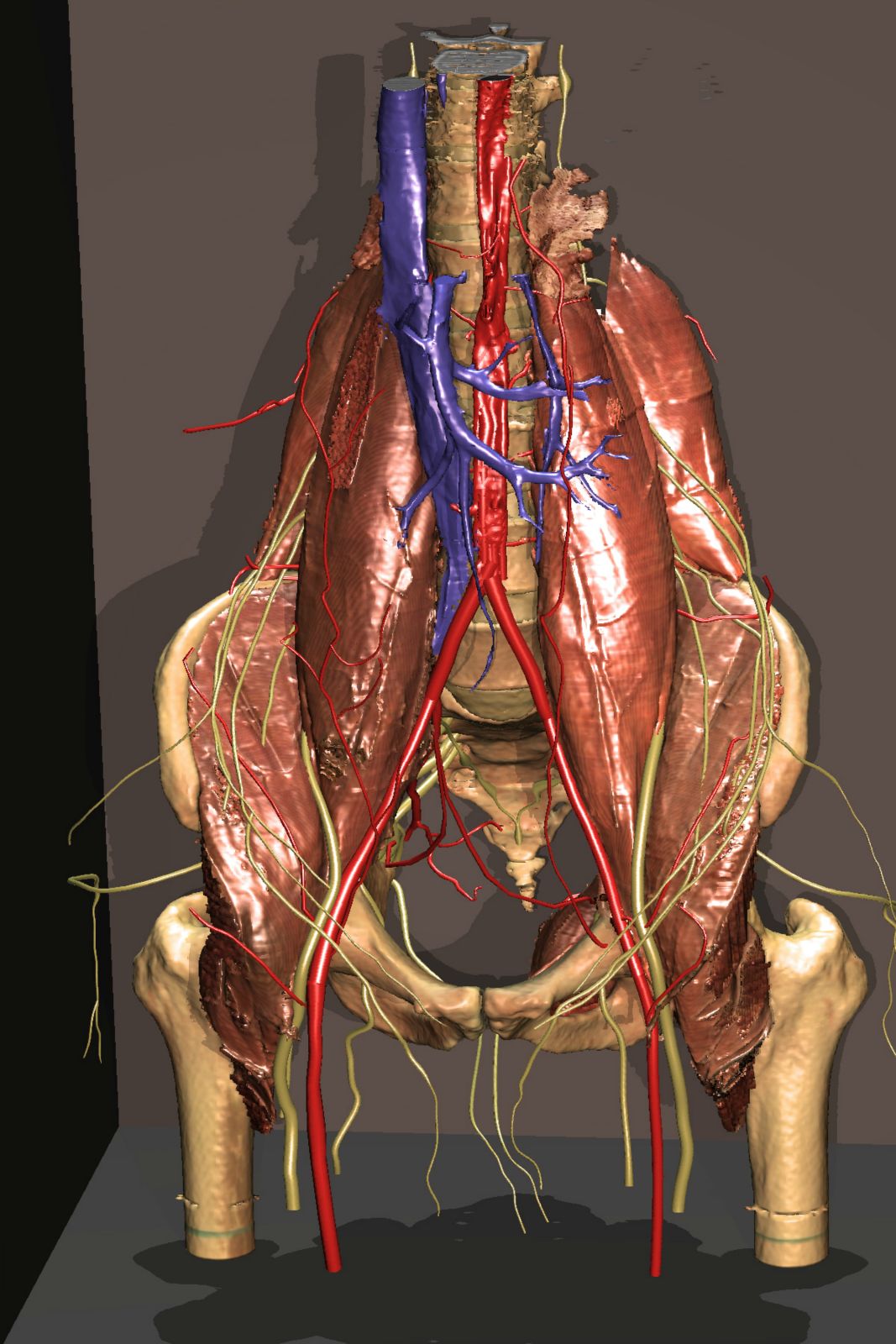 VOXEL-MAN/Inner Organs Atlas: Unveiling the psoas muscle and the nervous system of the hip region (with background)