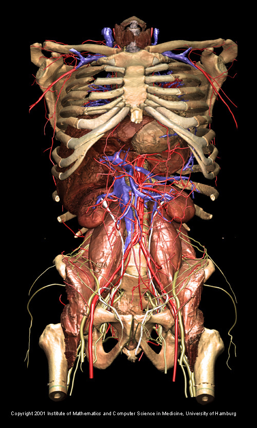 VOXEL-MAN/Inner Organs Atlas: Unveiling the abdominal vasculature