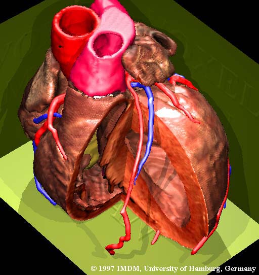 Heart