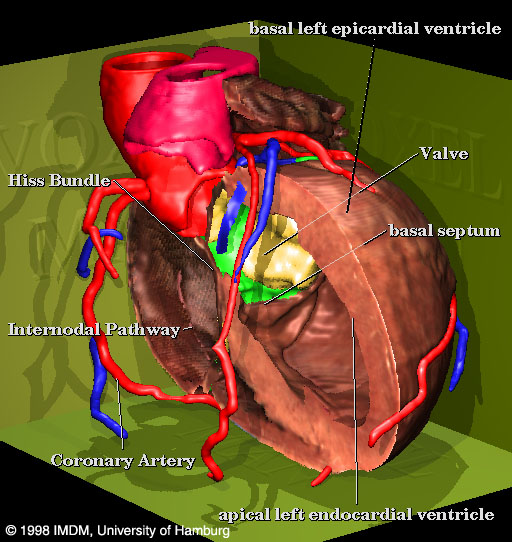 Heart