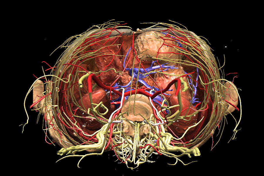 VOXEL-MAN/Inner Organs Atlas: Basal view to the abdomen